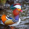 Palote profil fotoğrafı
