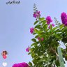 عبدالرحمن ابو عبدالله profil fotoğrafı