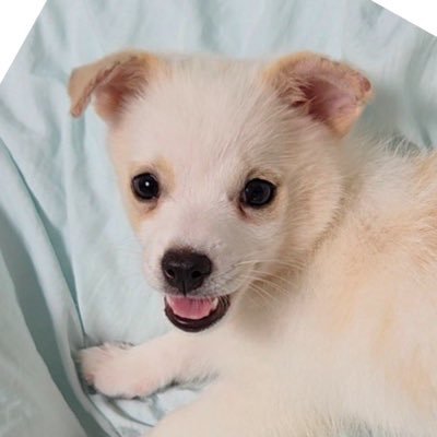 오늘의 강아지 추천's profile picture
