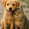 Animal moments🐕 profil fotoğrafı