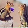 عدول profil fotoğrafı