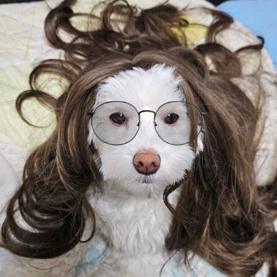 goryeopurfume's profile picture