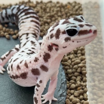 その's profile picture