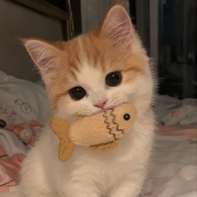 ka-phao || กะเพรา 🐯🐶's profile picture