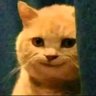 ابو جبل's profile picture