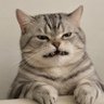 平易禁人's profile picture