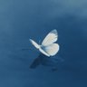 ɢ𐙚's profile picture