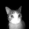 Нагибатор's profile picture
