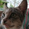 hana cat's profile picture