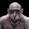 Gorgojo's profile picture