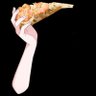 Profilbild von ウルフ🐹🩵🍼🐟