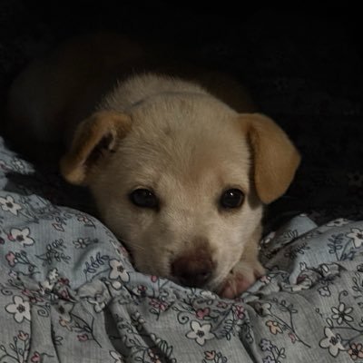 보리야 놀자's profile picture