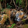 Фото профиля Ronish Pradhan