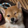 Фото профиля 柴犬SHUNくん