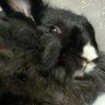 bigchungus 🎸🐨🌸 的头像