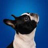 Profilbild von Snowmoo
