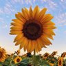 Profilbild von Diane 🌻💙💛🌻🟧