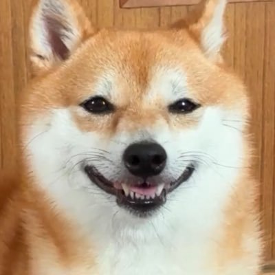 シバシバお豆's profile picture
