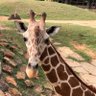 Janice profil fotoğrafı