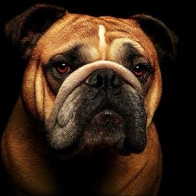 FatdadDirk's profile picture