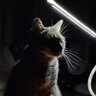 Фото профиля ふみふみうどん🐾ルーちゃん🐈