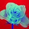 SusieSci7's profile picture