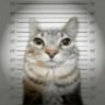 Profilbild von CatitoO