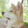Nevo profil fotoğrafı