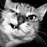 Profilbild von lethe