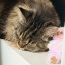 猪妞找婆娘's profile picture