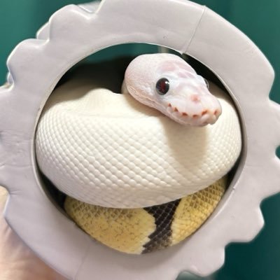 futaba_snake's profile picture