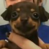 Soychihuahua🫡🖤 profil fotoğrafı