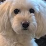 cecilia's profile picture