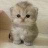 Фото профиля Cat