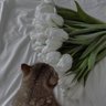 كُمثره profil fotoğrafı