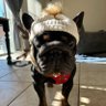 star_puppys 的头像