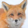 Tails Forsaken(HYPER REALISTIC ARC) 的头像