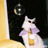 Фото профиля kat ᓚᘏᗢ