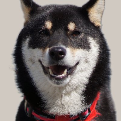 柴犬 お市さん's profile picture