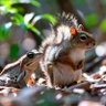 Frogs Squirrel profil fotoğrafı