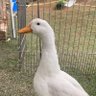 mao profil fotoğrafı