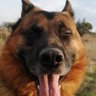 Aslan's profile picture