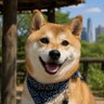 Фото профиля ハルと東京さんぽ🐕