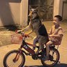 Dương Cáo 83's profile picture