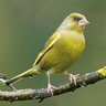 finch's profile picture