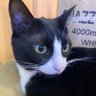 Kiriko profil fotoğrafı