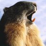Letzter Mahr's profile picture