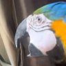Live With Parrot's profile picture