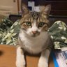 Profilbild von たこ