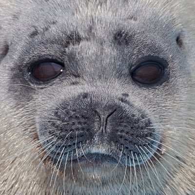 trmrmeer's profile picture